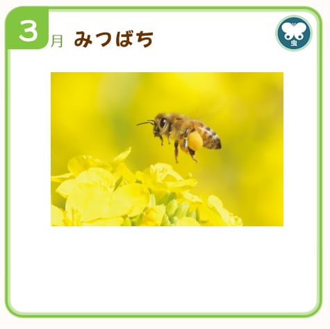 3��ߤĤФ�