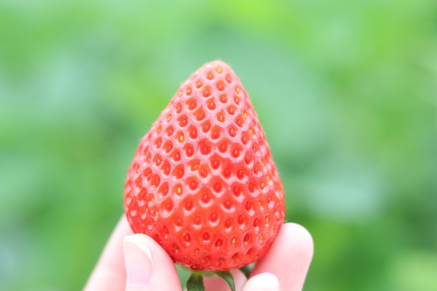 ボウルに割り入れられたたくさんの卵黄の写真