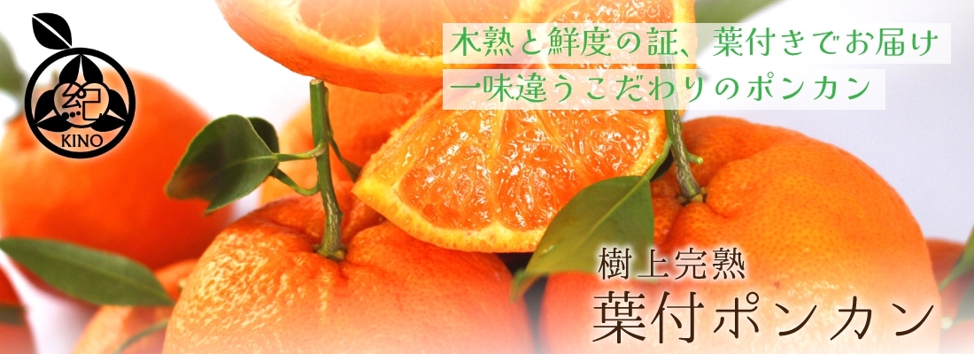 温州みかん【Lサイズ 10kg】ご家庭用 | みかん,ご家庭用温州みかん