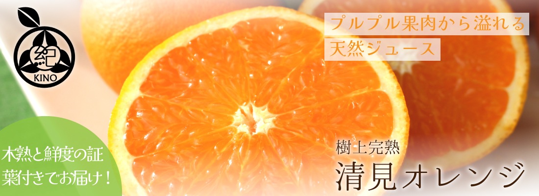 10キロ クール便送料無料! 紀州南高梅 南高梅 梅 青梅 紀州南高梅 厳選 朝取れ 完熟 青梅 青うめ 生梅 10.0kg 10キロ 送料