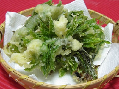 こしあぶら（コシアブラ） 販売 ・通販 【 天然きのこ山菜.com 】