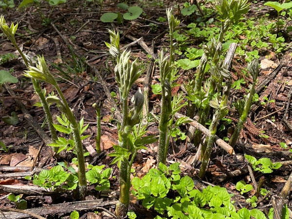 天然山うど（ヤマウド）塩蔵品を販売 岩手より産直通販 【天然きのこ