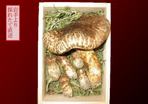 岩手県産松茸(マツタケ)の大ヒラキ・コロを販売 【 天然きのこ山菜