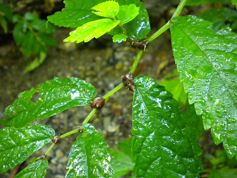 みずの実（みずこぶ） 販売・通販！【天然きのこ山菜.com】