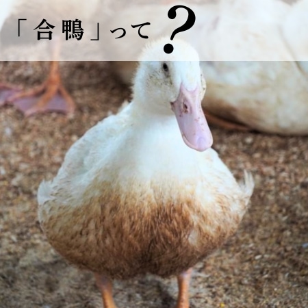 「合鴨」って？