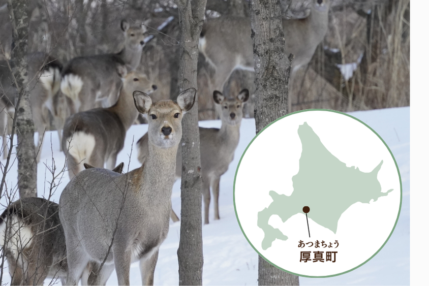 北海道厚真町 地図