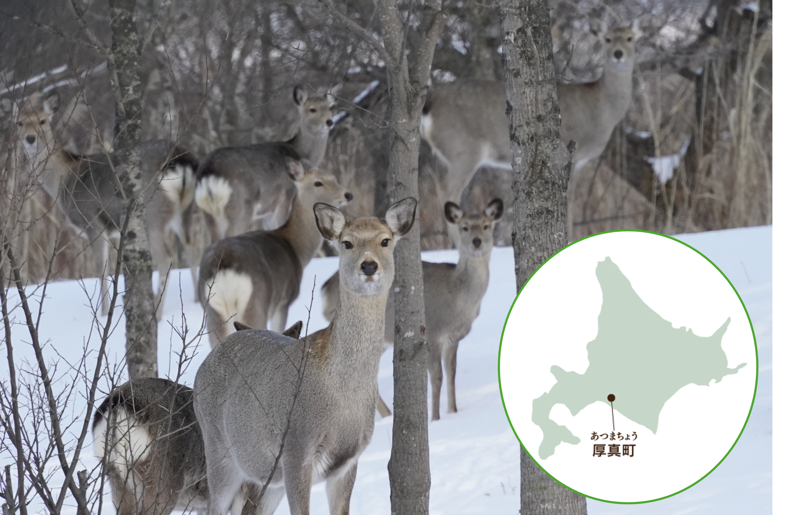 北海道厚真町 地図