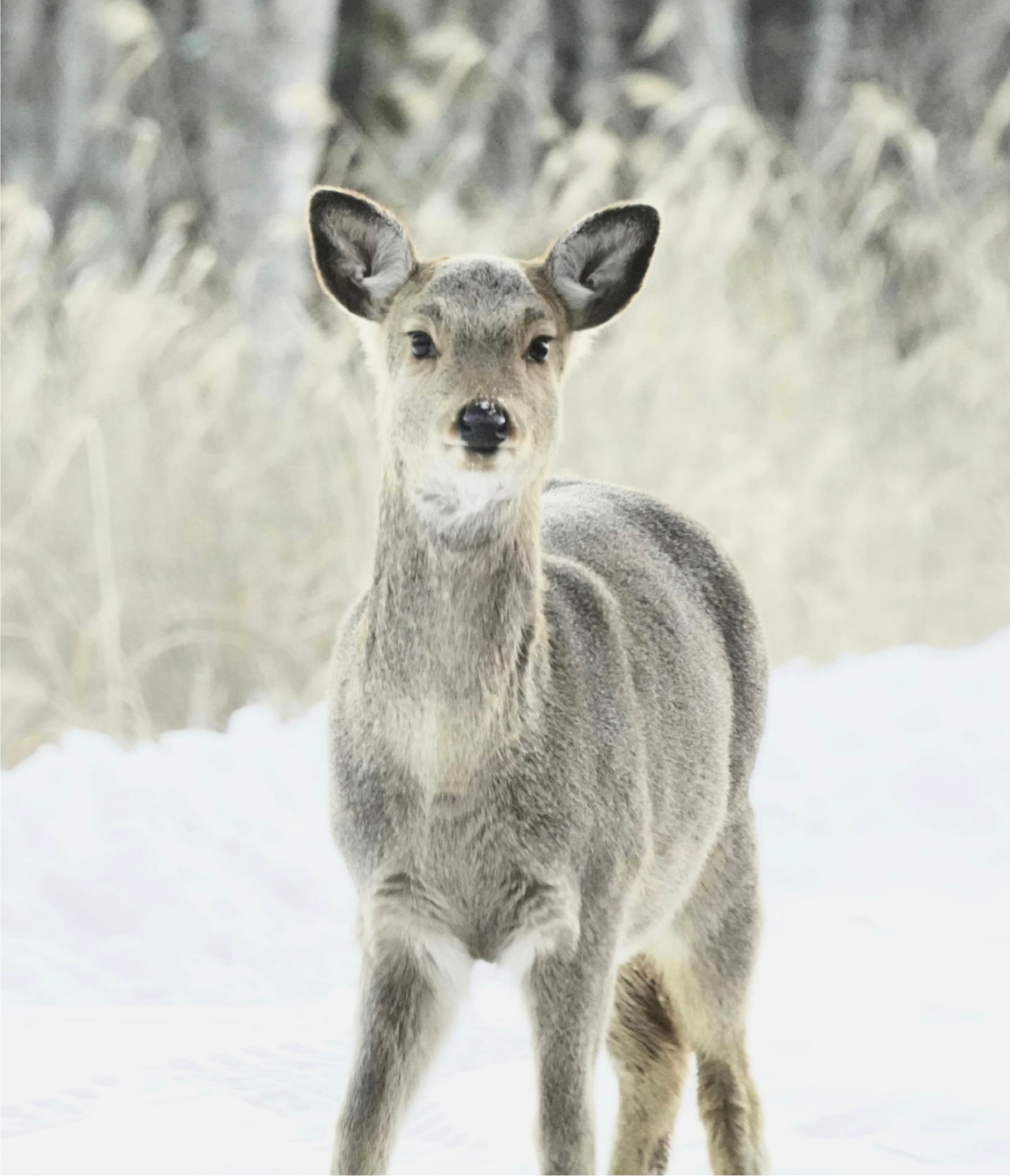 日本の鹿についての豆知識