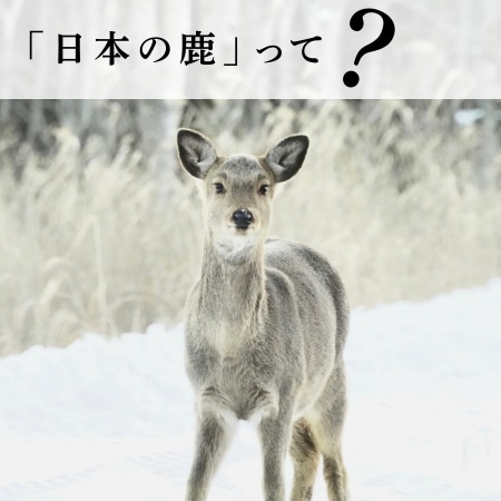 日本の鹿って？