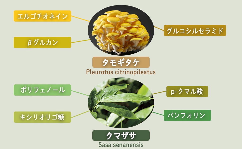 北海道産 タモギダケ成分 イナンクル®