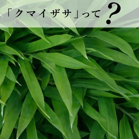 クマイザサって？