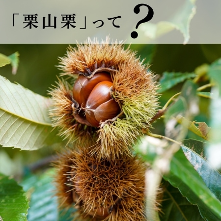 「栗山栗」って？