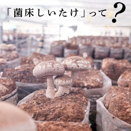 「菌床しいたけ」って？