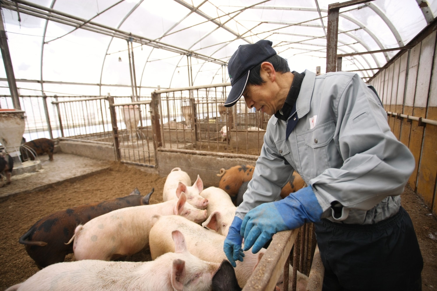 北海道 ポーク・アイランド・オノデラで大切に育てられているブランド豚「Ｂ１とんちゃん」