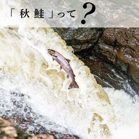 「秋鮭」って？