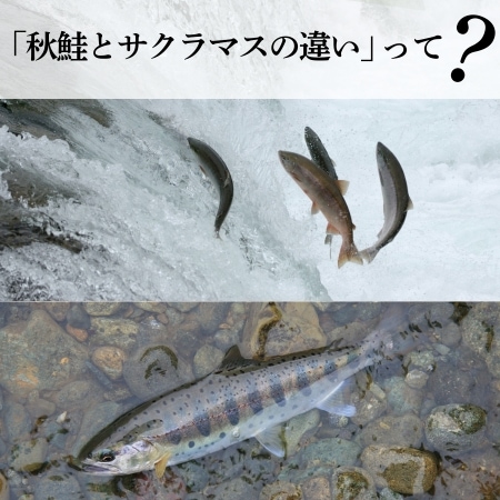 「秋鮭とサクラマスの違い」って？
