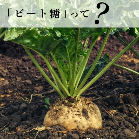 「ビート糖」って？