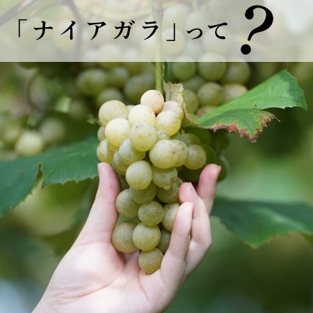北海道産ぶどう「ナイアガラ」って？