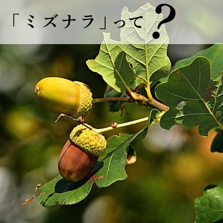 「ミズナラ」って？