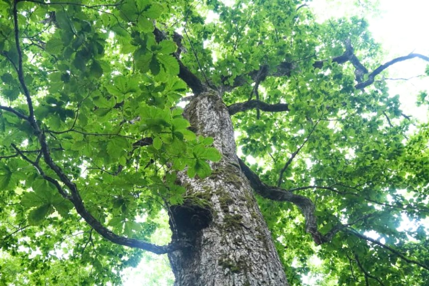 北海道 小樽市 田中酒造 ミズナラ木樽 貯蔵