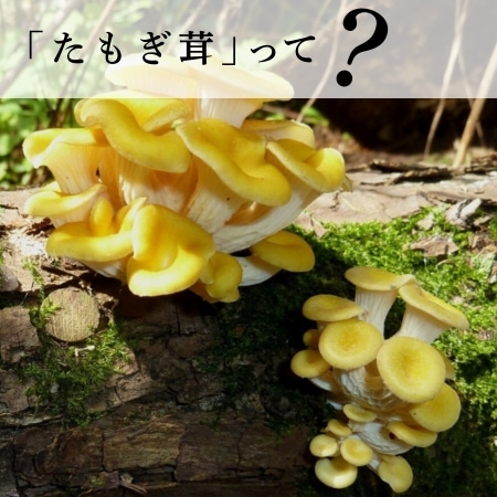 「たもぎ茸」って？