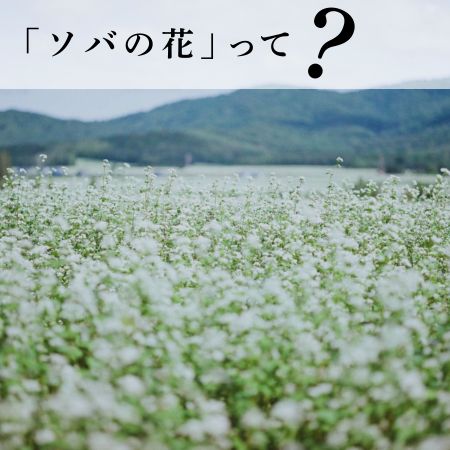 ソバの花って？