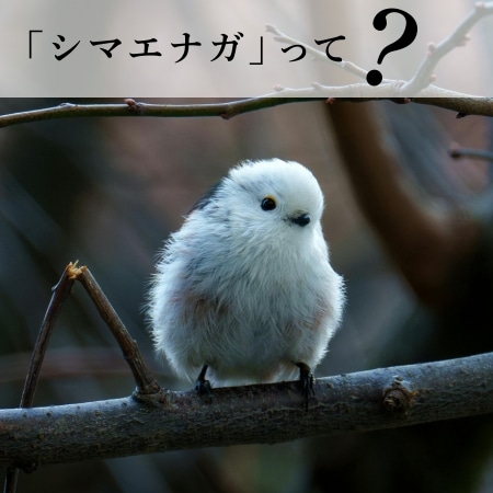 「シマエナガ」って？