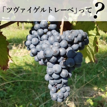 ツヴァイゲルトレーベってどんなぶどう？
