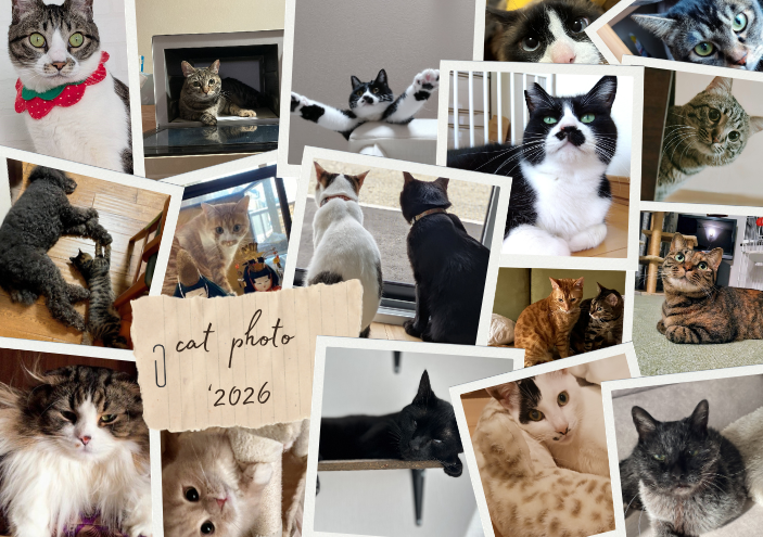 愛猫フォト投稿一覧へ