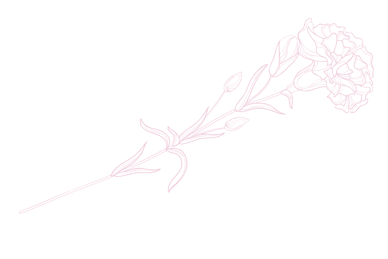 カーネーションイラスト