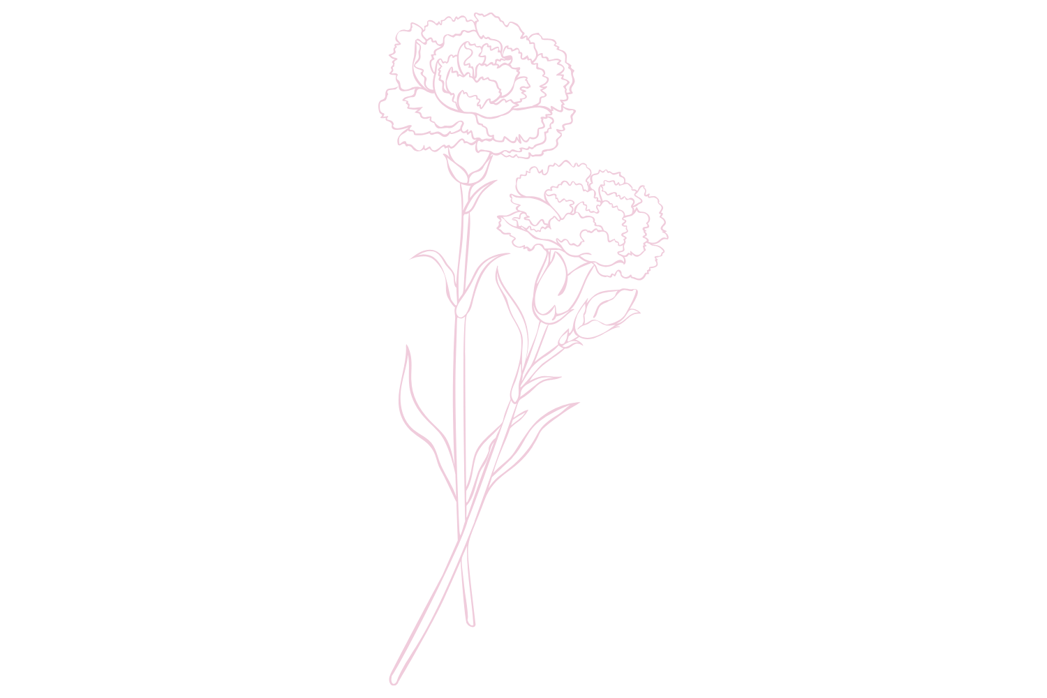 カーネーションイラスト
