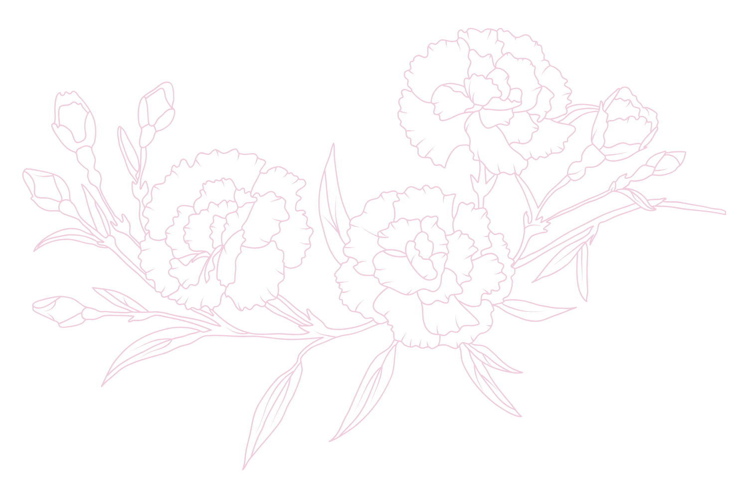 カーネーションイラスト