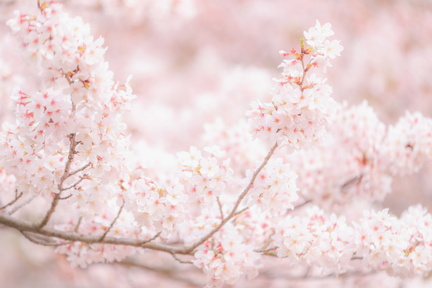 みんなで囲む、春の宴