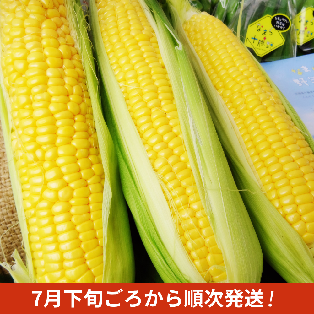 【なまらうまい！】スイートコーン（ゴールドラッシュ）2Lサイズ（７月下旬以降発送）