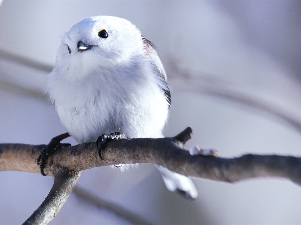 Ledライト付 シマエナガオルゴール すべての商品 北一硝子 まごころお届け便