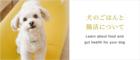 犬のごはんと腸活について
