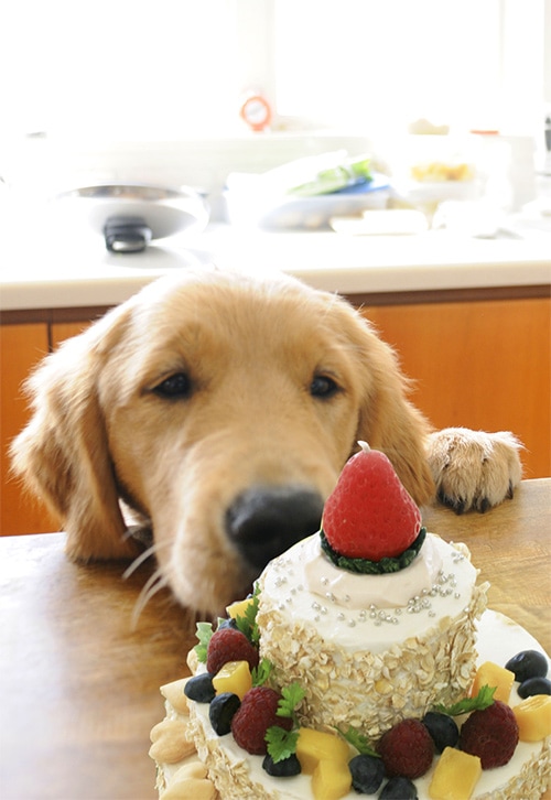 ケーキと犬