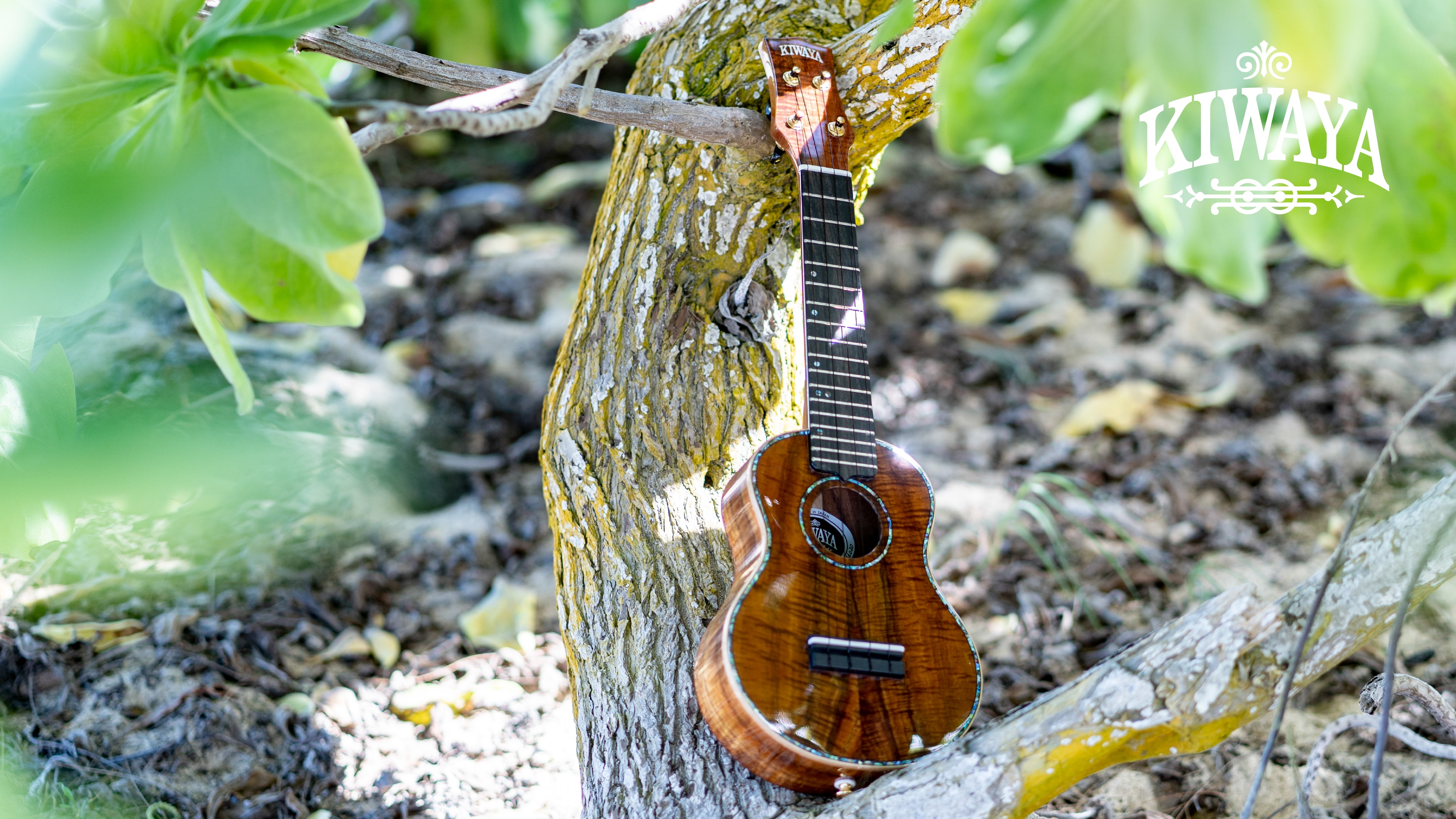 kiwaya
