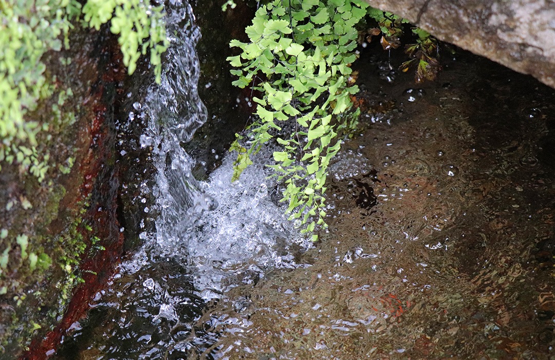 島原の水路の画像