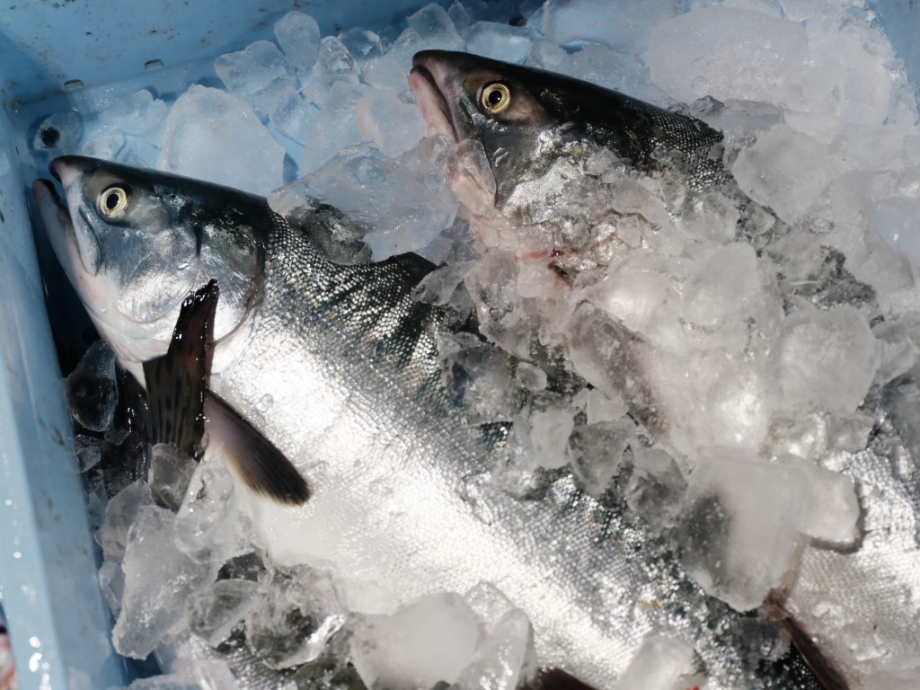 03_魚を冷凍保存する際の4つの方法