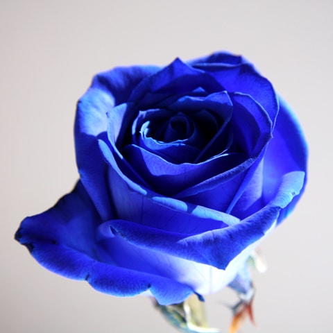 青いバラ Roseshop ローズショップ 青いバラ レインボーローズの専門店