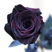 黒薔薇