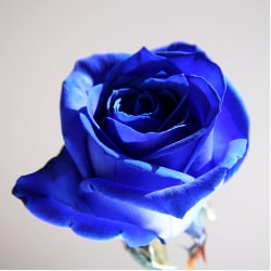 ROSESHOP 青いバラ、レインボーローズの専門店