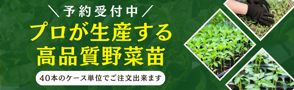 プロが生産する野菜苗