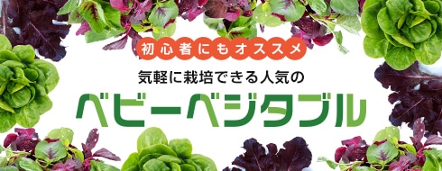 野菜の種や苗の通信販売】日本最大級の2万種類の豊富な品揃え