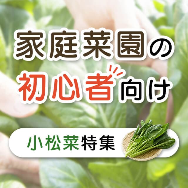 野菜の種や苗の通信販売 日本最大級の2万種類の豊富な品揃え