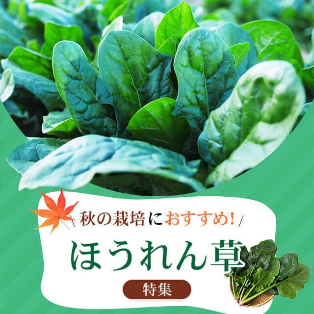 メーカー再生品】 種 苗 苗木 園芸用品 農業用 資材 菜園くらぶ 緑肥 牧草 種子 1kg 野菜 野菜種子 野菜種  www.autocarcenterflex.com.br