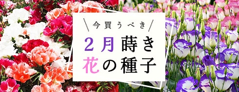 2月蒔きできる花の種子