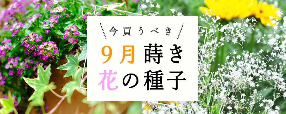 9月花種子