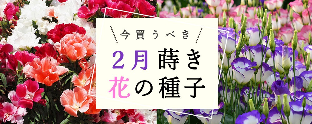 2月花種子